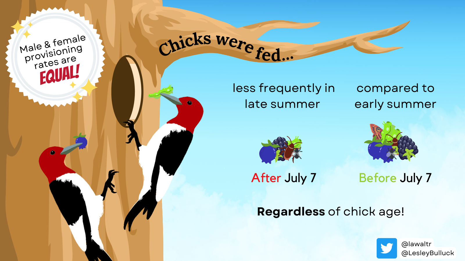 Male and female provisioning rates are equal. Red-headed Woodpeckers fed their chicks less frequently in late summer, after July 7, regardless of chick age.