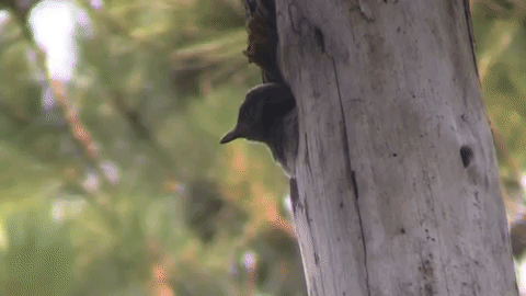 gif of Red-headed Woodpecker chick peeking out of a nest cavity