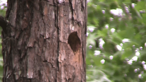 gif of Red-headed Woodpecker cleaning a nest cavity
