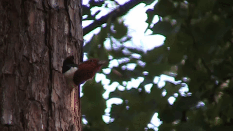 gif of a drumming Red-headed Woodpecker