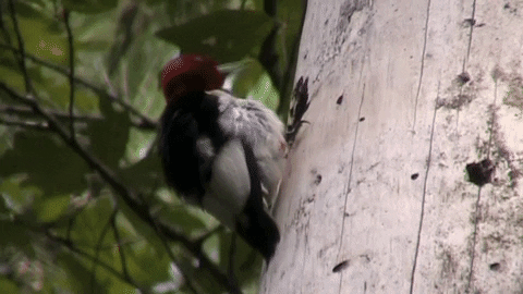 gif of a preening Red-headed Woodpecker
