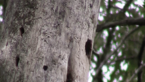 First gif of Red-headed Woodpecker bringing food to the nest