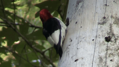 gif of a resting Red-headed Woodpecker