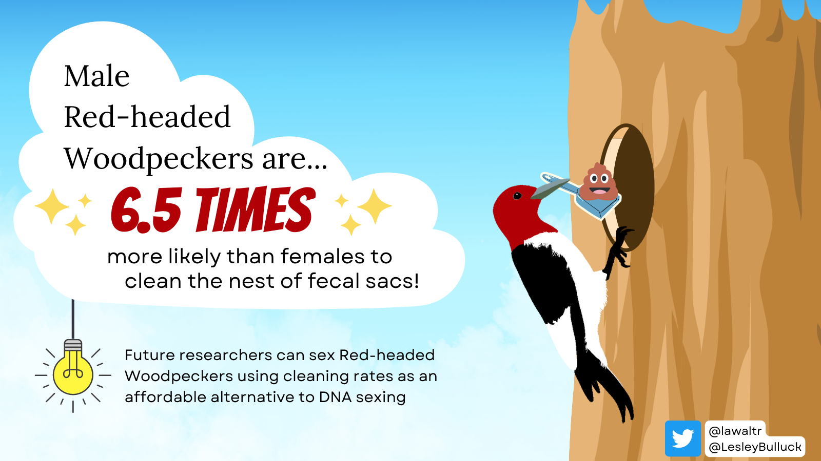 Males were 6 and a half times more likely than females to clean the nest of fecal sacs. Future researchers can sex Red-headed Woodpeckers using cleaning rates as an affordable alternative to DNA sequencing.