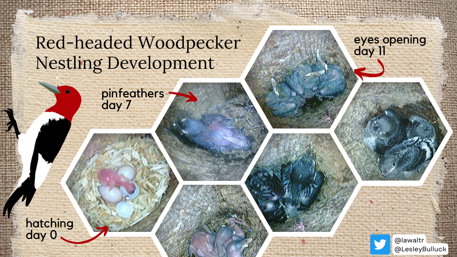 Red-headed Woodpeckers hatch asynchronously. Pinfeathers emerge at day 7 and eyes open on day 11.