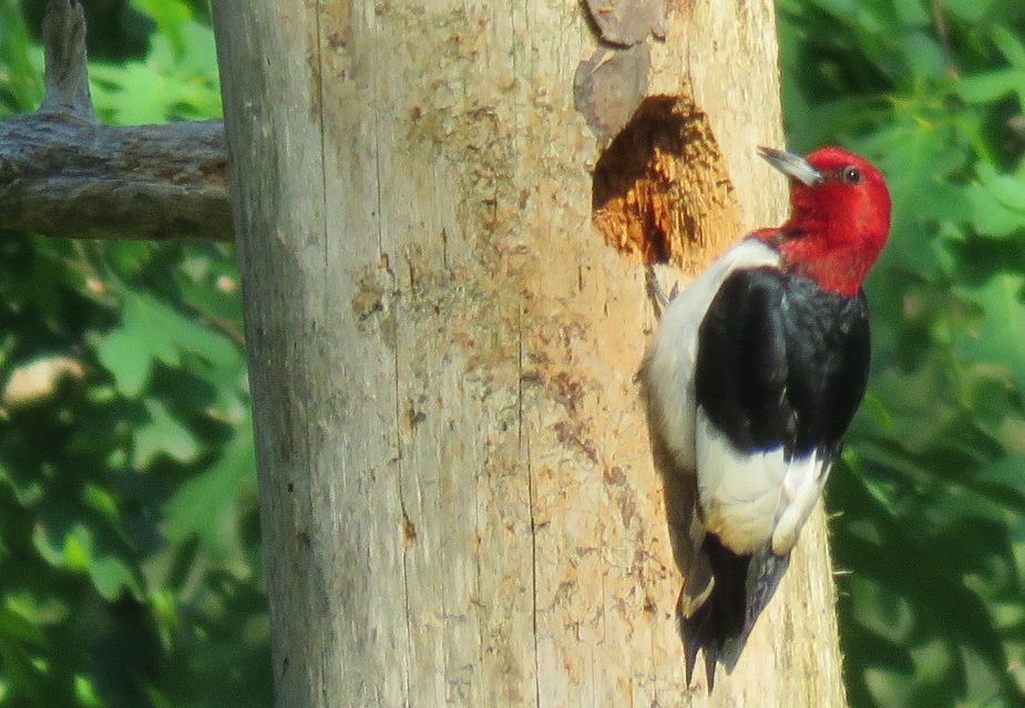 Photo of Red-headed Woodpecker