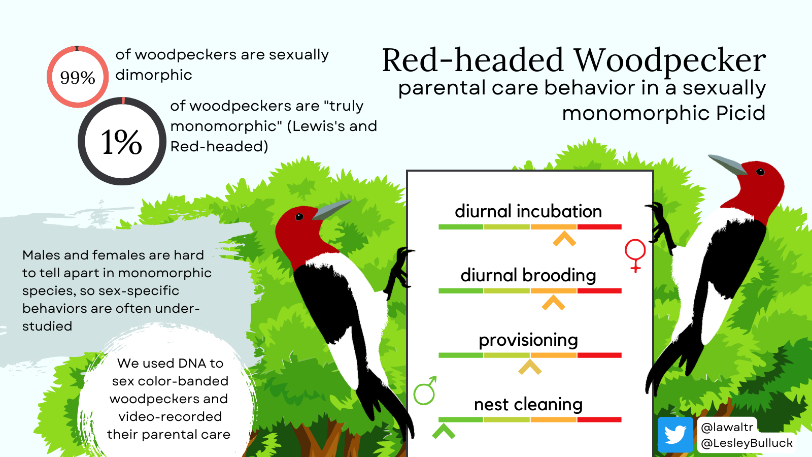 Red-headed Woodpecker parental care results summary. Ninety-nine percent of all woodpecker species are sexually dimorphic; less than one percent are truly monomorphic. Red-headed and Lewis's Woodpeckers are the only monomorphic woodpeckers. Since males and females are hard to tell apart in monomorphic species, parental care behaviors are often under-studied. We used DNA to sex color-banded Red-headed Woodpeckers and video-recorded their parental care. Males did nearly all of the nest cleaning. Provisioning, also known as feeding chicks, was equal. Incubation and diurnal brooding was done by females more.
